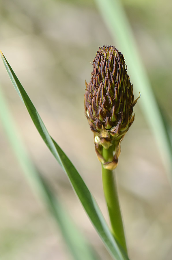 Bocciolo di Asphodelus sp